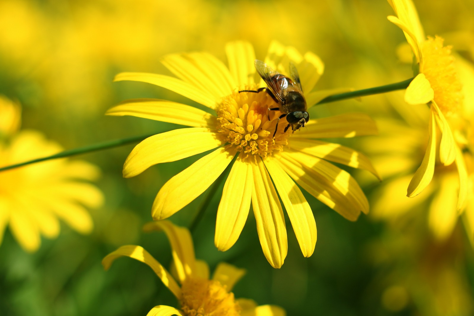 12eee6ee8ae16a286695efa59b6624263494.jpg 12eee6ee8ae16a286695efa59b6624263494.jpg