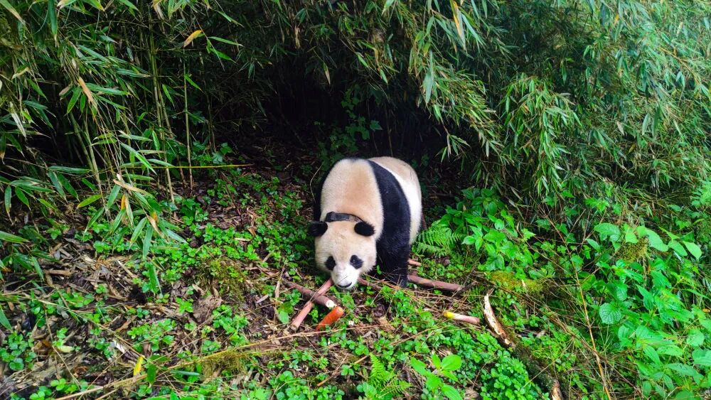 微信图片_2026-01-24_161535_014.jpg 微信图片_2026-01-24_161535_014.jpg